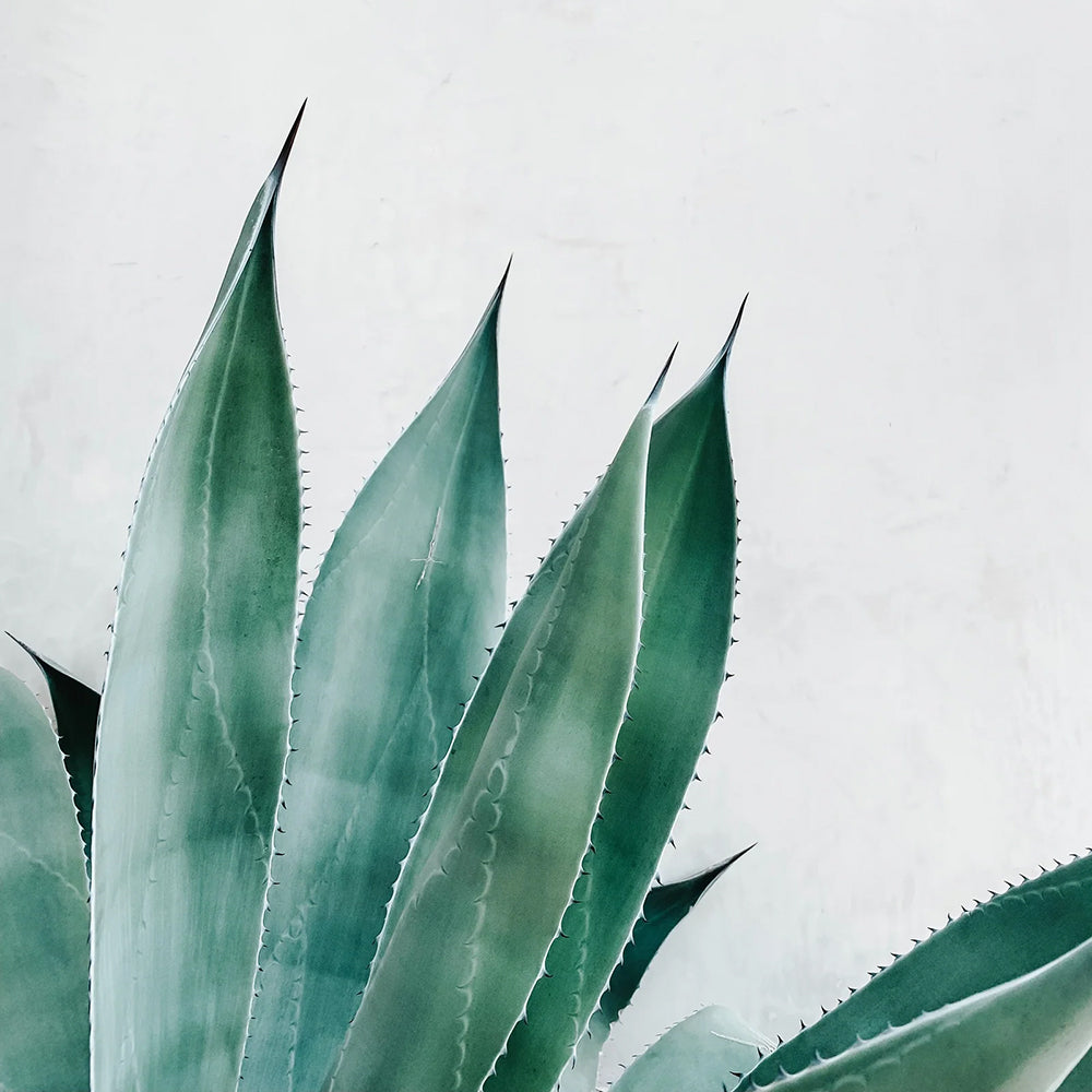 Aloe Vera: an ingredient with amazing skin properties perfect for summer.