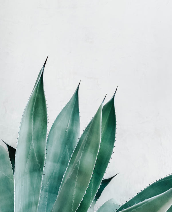 Aloe Vera: an ingredient with amazing skin properties perfect for summer.